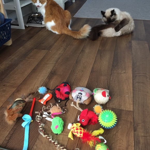 Random Cat Toys - Picture 7 of 8